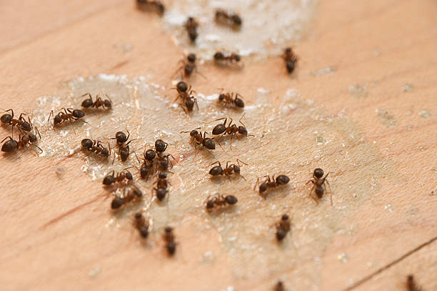 Best Mosquito Control Services  in Westvale, NY